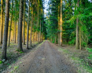 Wat is CIAP? Een complete gids